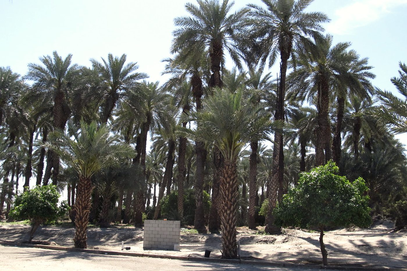 Ordered rows of date palms in a cultivated grove in Indio, California.