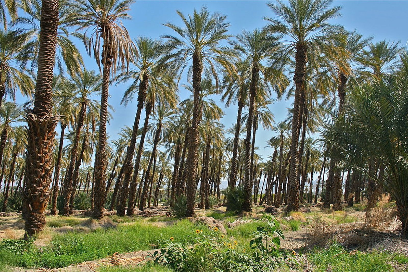 Mature date palms growing in ordered rows in a working grove near Indio, California.