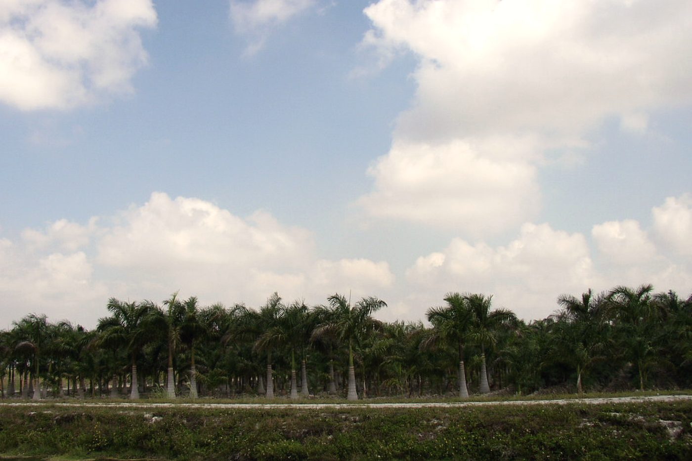 A long row of nursery-grown palms of matched height planted out in a growing field.