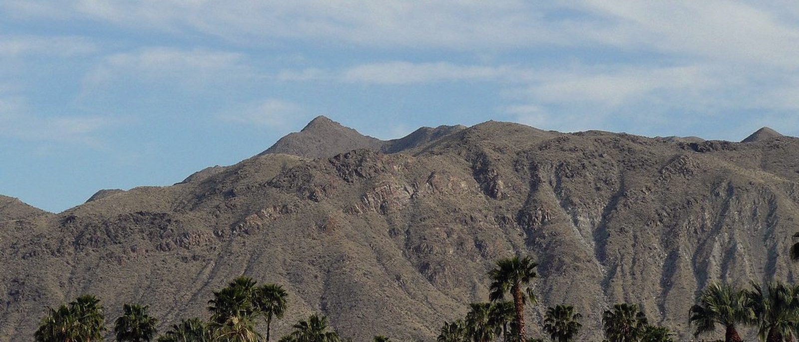 Fan palms lining a desert street in Palm Springs with a bare mountain ridge behind them.