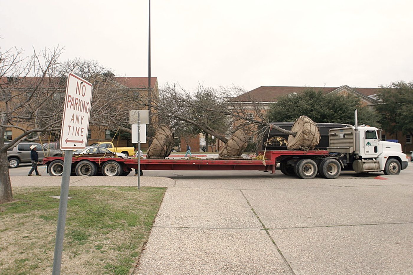 Root-balled trees strapped on a flatbed trailer parked on a street, ready for installation.