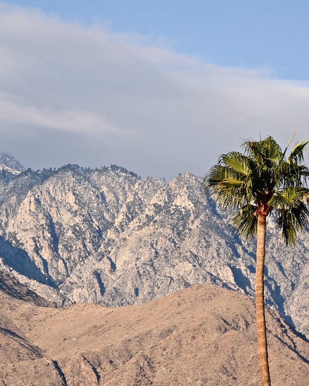 Two mature palms photographed from below against the rock face of Mount San Jacinto.